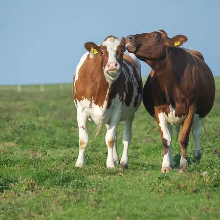 Lägenhet 216 Grosse Schwalbennest *