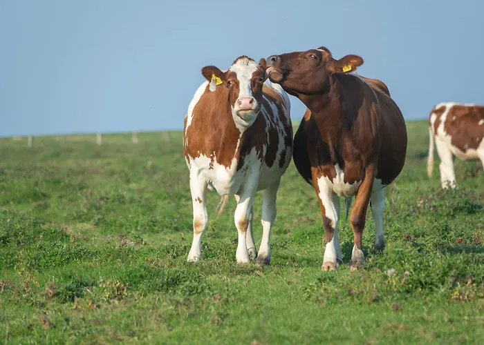 公寓 216 Grosse Schwalbennest *